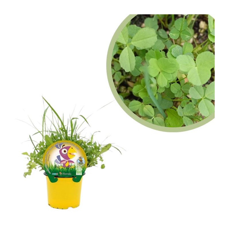 Hierba para pájaros Certificado M.P.S