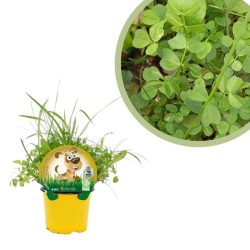 Hierba para perros...