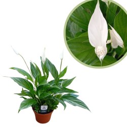 Spathiphyllum pearl cupido