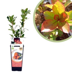 Madroño Certificado M.P.S