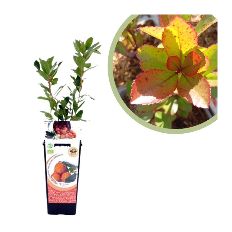 Madroño Certificado M.P.S