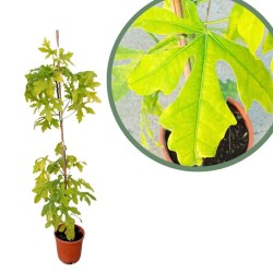 Brachychiton acerifolius