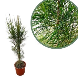 Casuarina equisetifolia