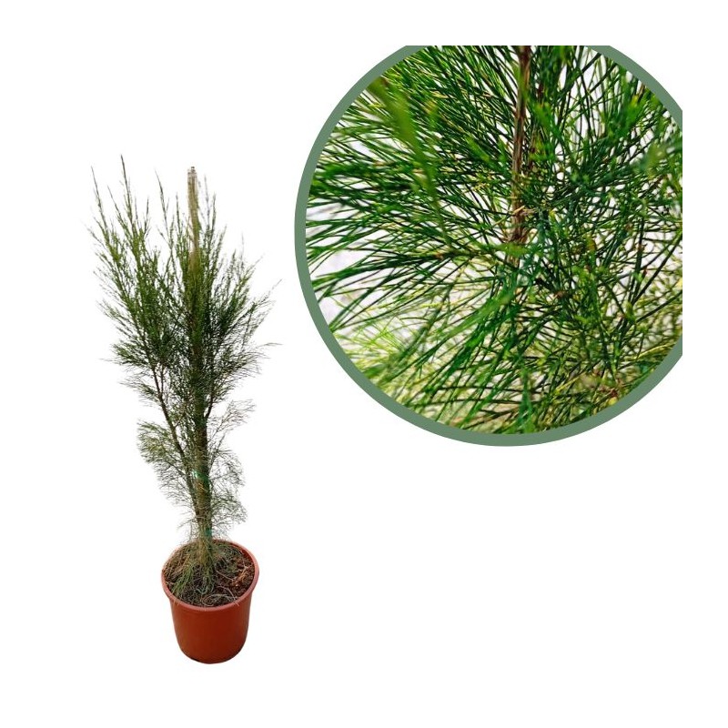 Casuarina equisetifolia