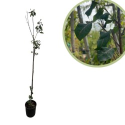 Amelanchier Lamarckii