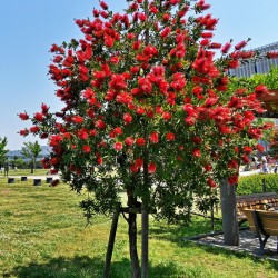 Callistemon
