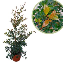 Eugenia Myrtifolia New Port