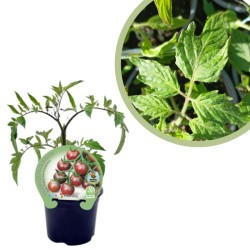 Tomate cherry black Certificado M.P.S