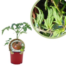 Tomate rosa barbastro Certificado M.P.S