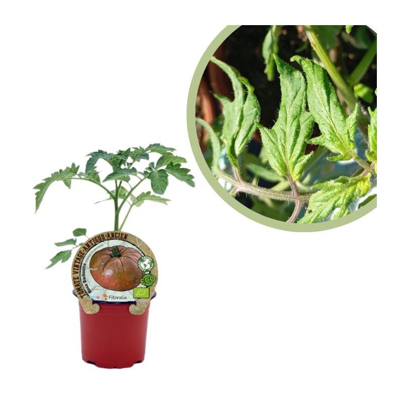 Tomate rosa barbastro Certificado M.P.S