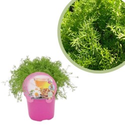 Manzanilla Certificado M.P.S.