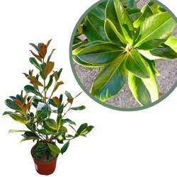 Magnolia grandiflora