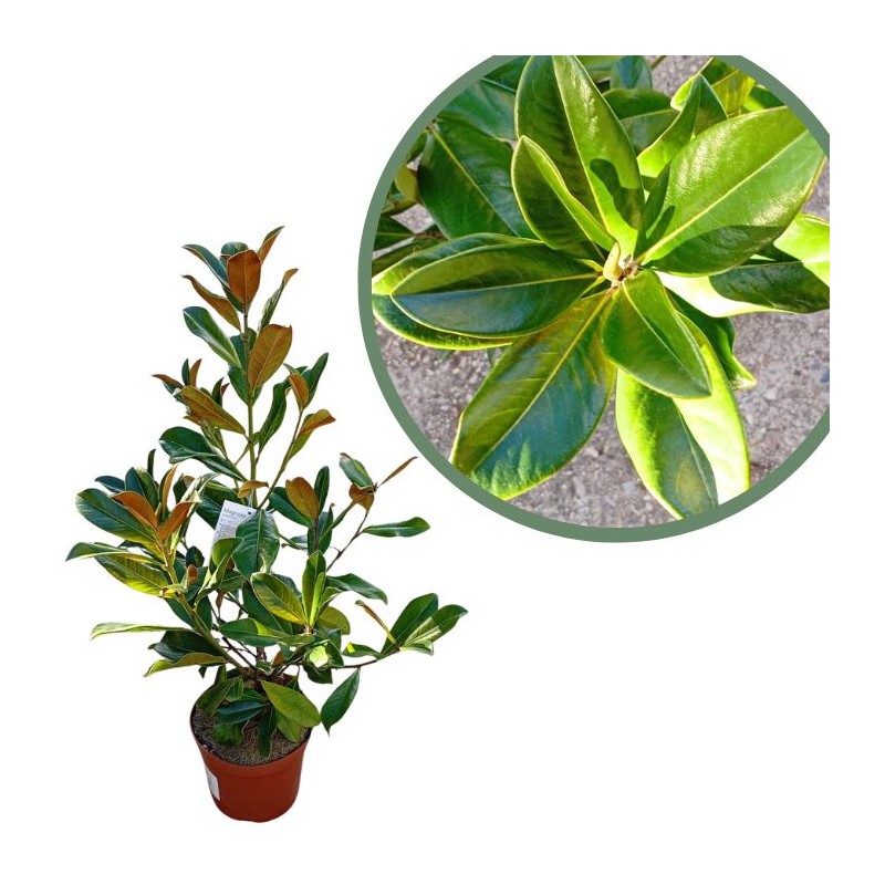 Magnolia grandiflora