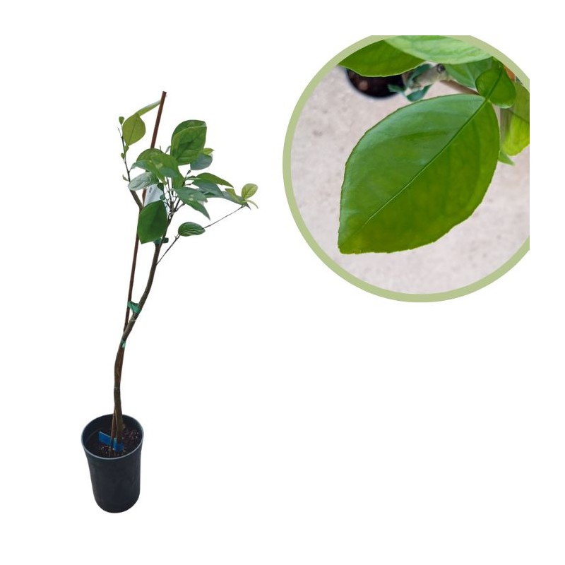 Naranjo valencia midknight