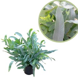 Helecho Phlebodium Blue Star