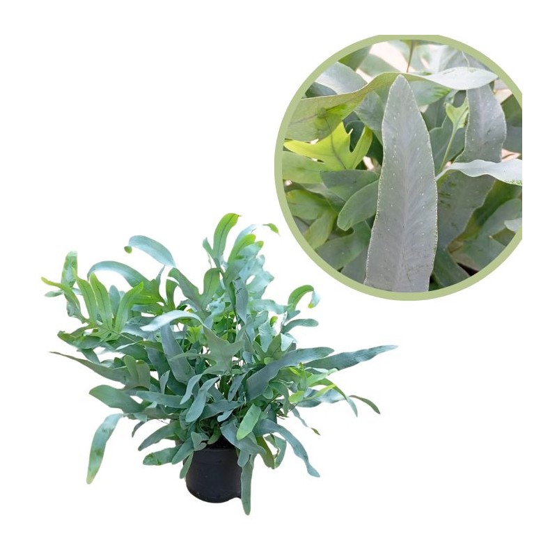 Helecho Phlebodium Blue Star