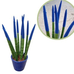 Sansevieria spagueti azul oscuro