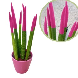 Sansevieria spagueti fucsia