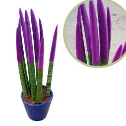 Sansevieria spagueti morado
