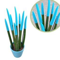 Sansevieria spagueti azul