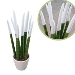Sansevieria spagueti blanco