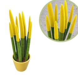 Sansevieria spagueti amarilla