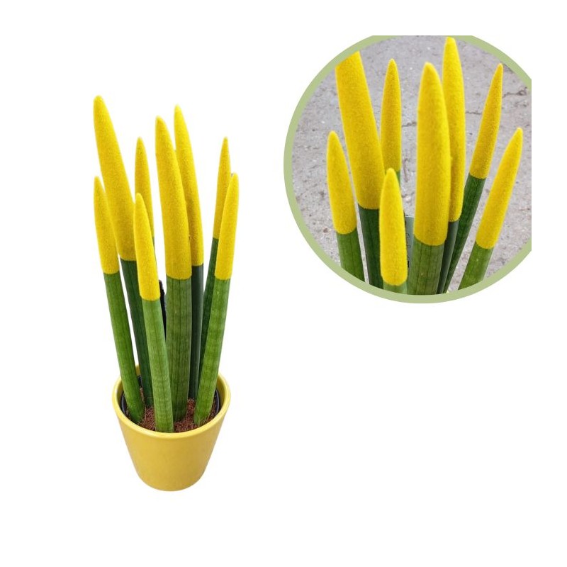 Sansevieria spagueti amarilla