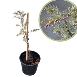 Cedro atlantica glauca