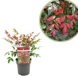 Nandina domestica obsessed