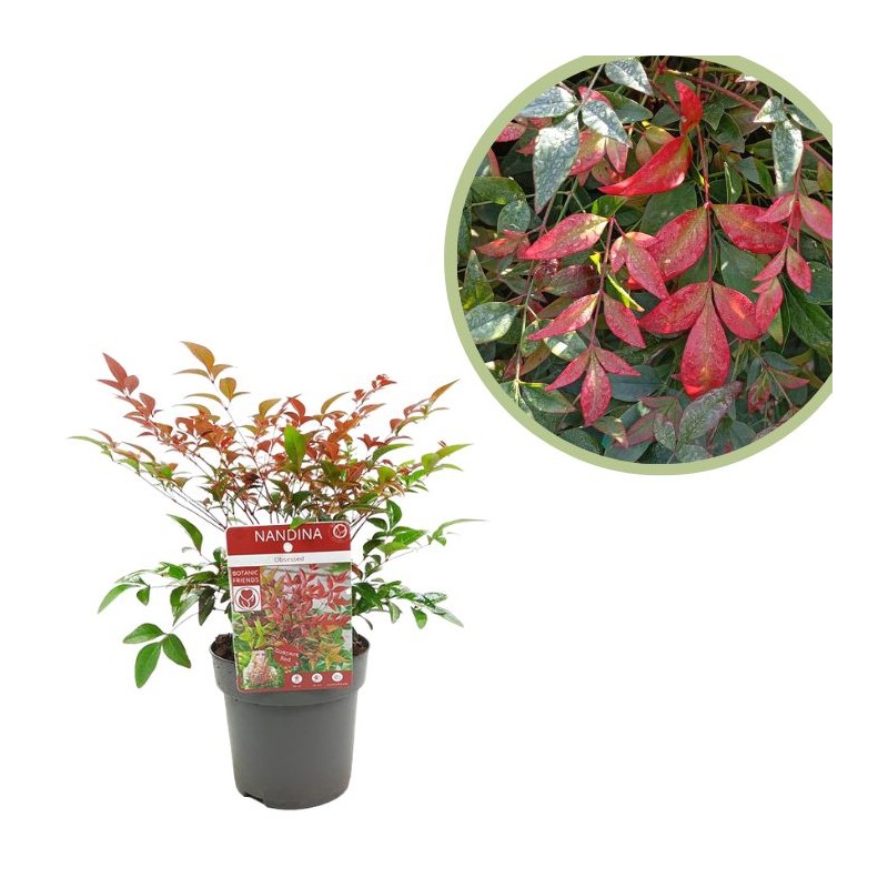 Nandina domestica obsessed