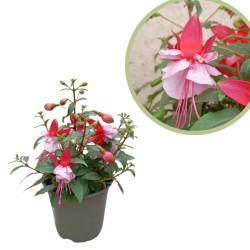 Fuchsia Hybrida