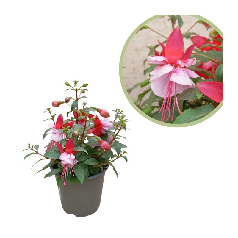 Fuchsia Hybrida