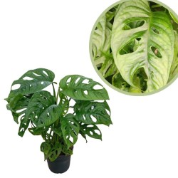 Philodendro monstera adansonii