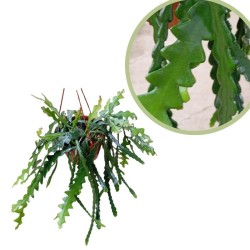 Selenicereus anthonyanus