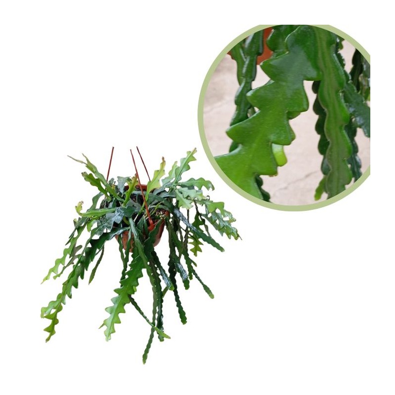 Selenicereus anthonyanus