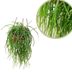 Rhipsalis pulchra