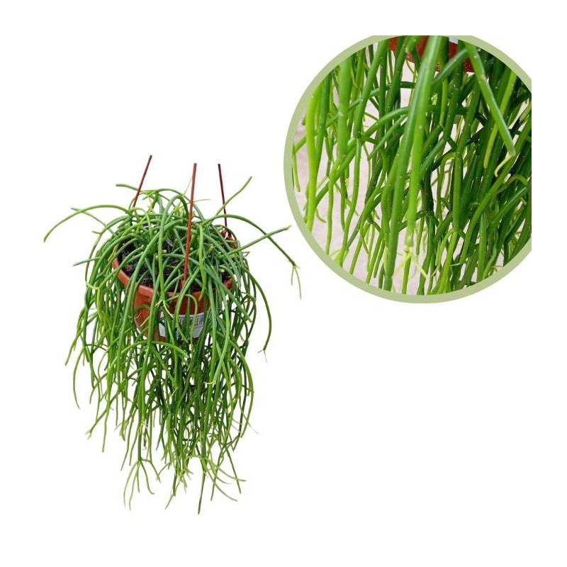 Rhipsalis pulchra