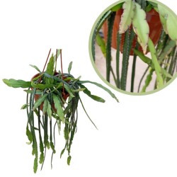 Rhipsalis cruciformis