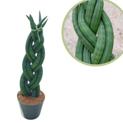 Sansevieria cilíndrica trenzado