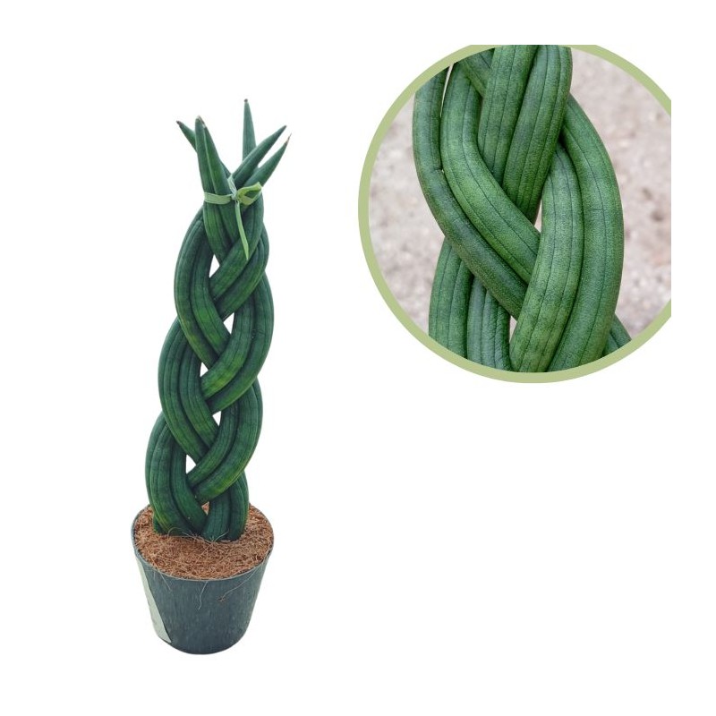 Sansevieria cilíndrica trenzado