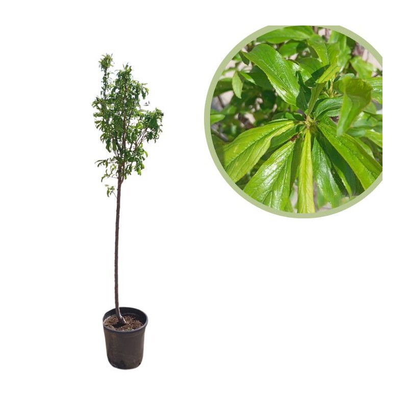 Ciruelo golden japan