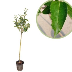 Manzano reineta gris