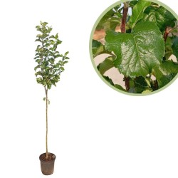 Manzano reineta blanca