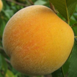 Melocotón federica
