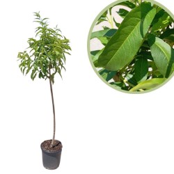 Melocoton paraguayo chato