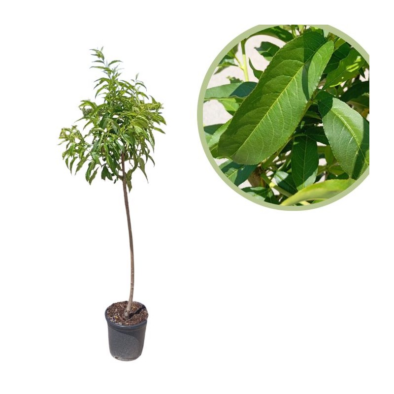 Melocoton paraguayo chato