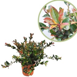 Photinia nana little Robbins