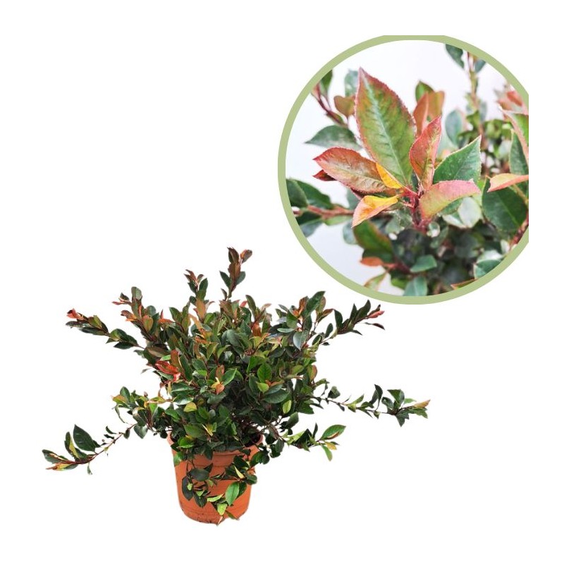 Photinia nana little Robbins