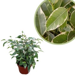 Ficus natasha kinky variegata