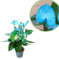 Anthurium azul